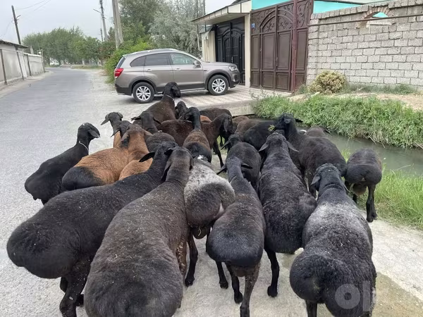 Beran, Ovce