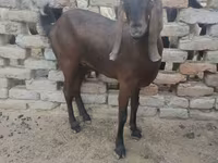 Nőstény kecske, Najdi goat — 1. fotó