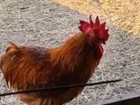 Chickens — الصورة 5