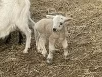 母羊, Sheep — 照片 8