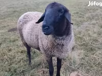 Kos, Tsigai sheep — 1. fotó