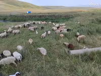Oveja, Balbas sheep — foto 4