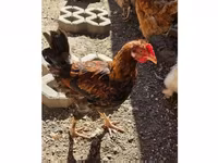 Chickens — फ़ोटो 1