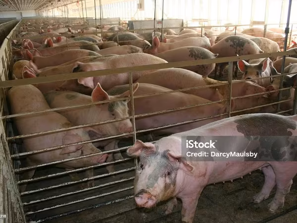 Sow, Крупная белая