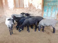 نعجة, Romanov sheep — الصورة 7