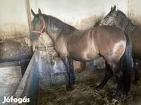 فرس, Hungarian horse breed — الصورة 1
