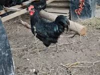 Chickens — foto 2