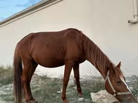 Hing, Karabakh horse — 6. fotó