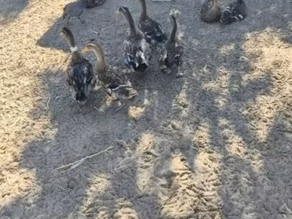 Ducks