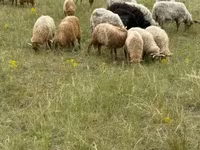 Juhok (tétel, nem megadva), Racka sheep — 2. fotó