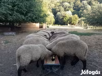 Juh, Tsigai sheep — 2. fotó