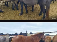 Kanca, Horse breed — 2. fotó