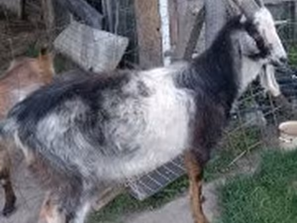 公山羊, Goats — 匈牙利