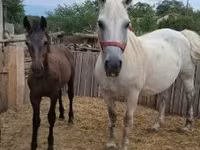 घोड़ी, घोड़े — फ़ोटो 1
