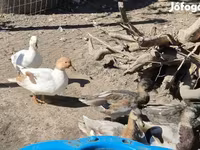 Ducks — الصورة 7