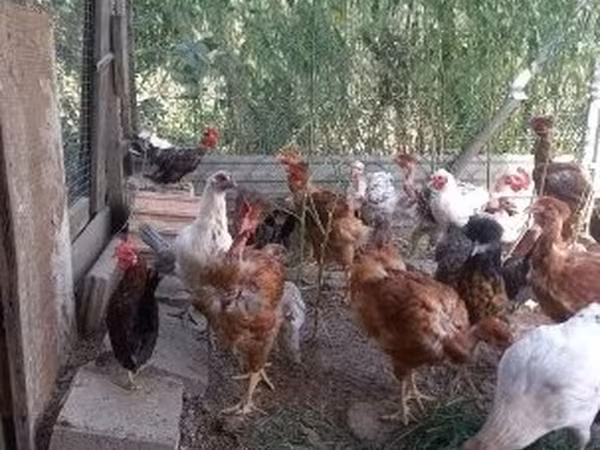 Chickens