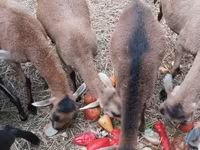 Kos, Cameroon sheep — 7. fotó