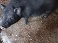 Kan, Sertések — 3. fotó