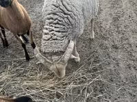 Kos, Merino sheep — 2. fotó
