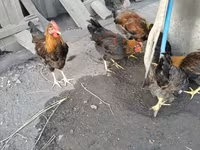 Chickens — zdjęcie 3