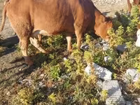गाय, लिमोज़िन गाय — फ़ोटो 7