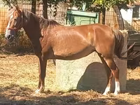 母马, Horses — 照片 3