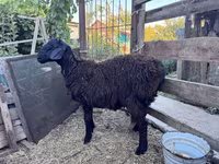 Қошқар, Hissar sheep — 7-сурет