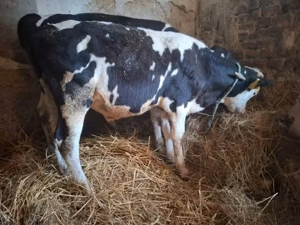 公牛, Russian Black pied cattle — 匈牙利