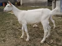 Billy Goat, Goats — photo 5