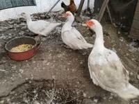 Ducks — foto 3