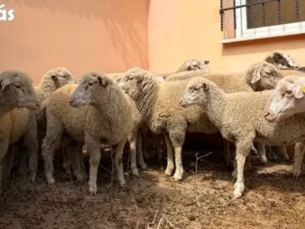 Carnero, Ile-de-France sheep