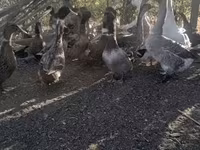 Ducks — 1-сурет