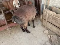 Baran, Blackheaded Persian sheep — zdjęcie 8