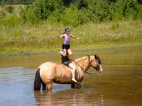 घोड़ा, Gypsy horse — फ़ोटो 7
