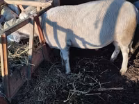 Widder, Lacaune sheep — Foto 3