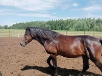 公马, Kushum Horse — 照片 1