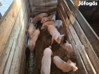 Säue, Schweine — Foto 7