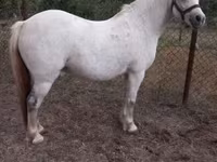 Kanca, Falabella — 1. fotó