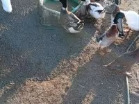 Ducks — 3. fotó