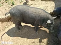 Boar, Вьетнамская вислобрюхая — photo 3