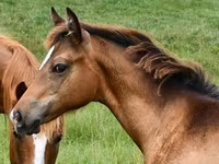 Kanca, Appaloosa — 3. fotó