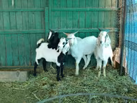 Bak, Saanen goat — 5. fotó