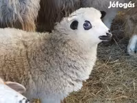 公羊, Racka sheep — 照片 2