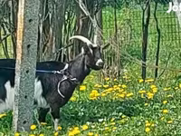 Goat, Goats — photo 3