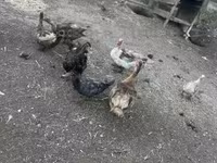 Ducks — 4-сурет