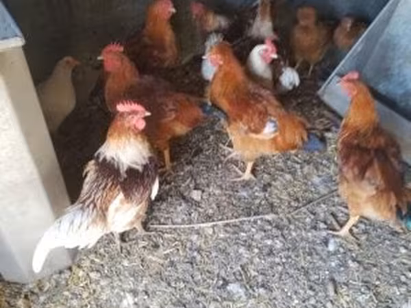 Chickens — 匈牙利