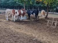 Cow, Simmental cattle — photo 3