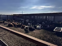 सांड, Simmental cattle — फ़ोटो 2