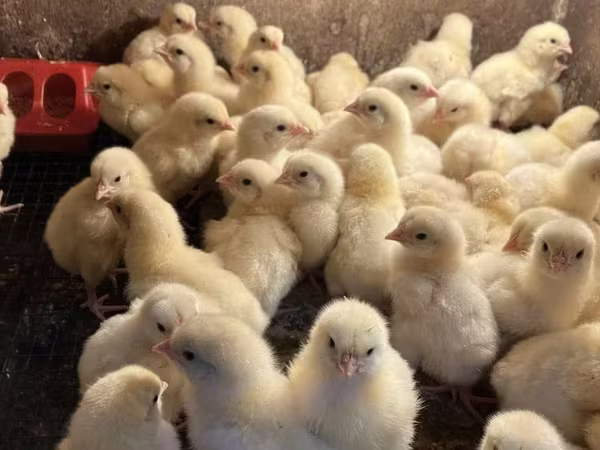 Chickens