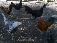 Chickens — الصورة 1
